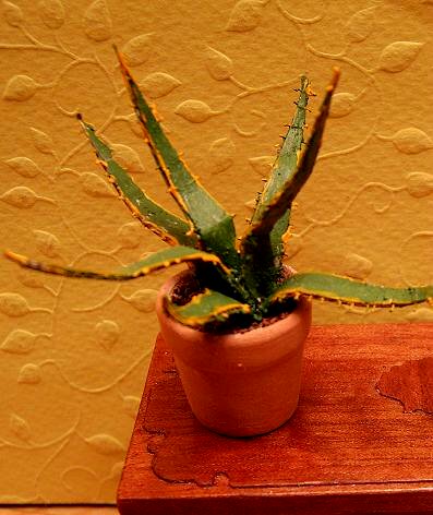 Agave