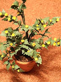 Kerria japonica