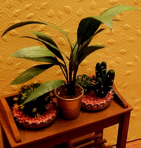 Aspidistra elatior